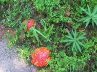 shrooms1.jpg