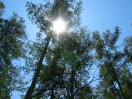 sun_trees.jpg